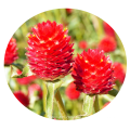 Top quality tropial garden plant tall Globe Amaranth red amaranth seed